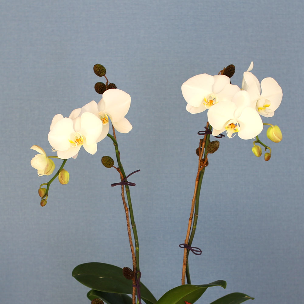 Decorating with Orchids() - õ  ȭƮȣ  ɹ