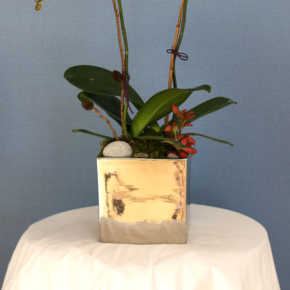Decorating with Orchids() - õ  ȭƮȣ  ɹ
