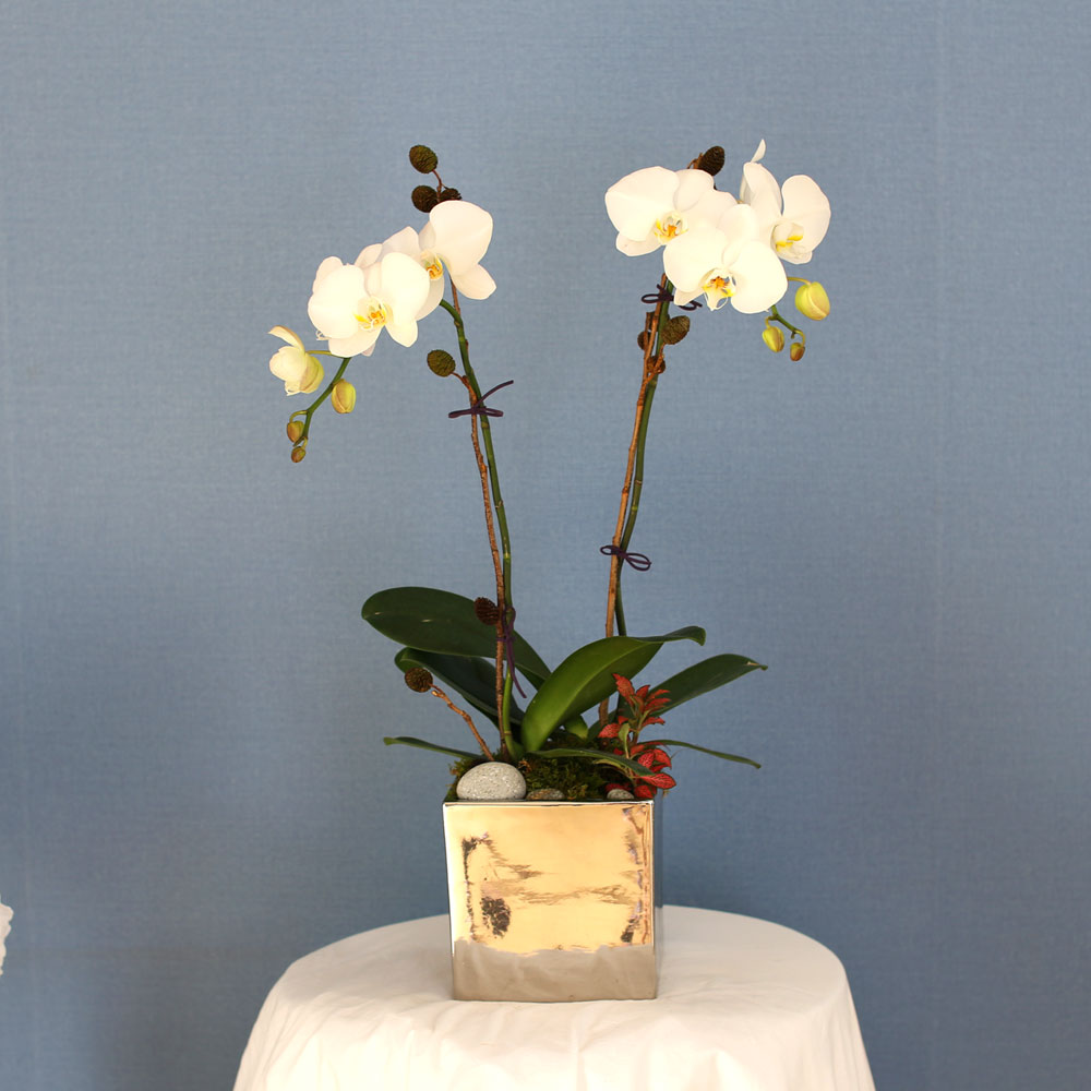Decorating with Orchids() - õ  ȭƮȣ  ɹ