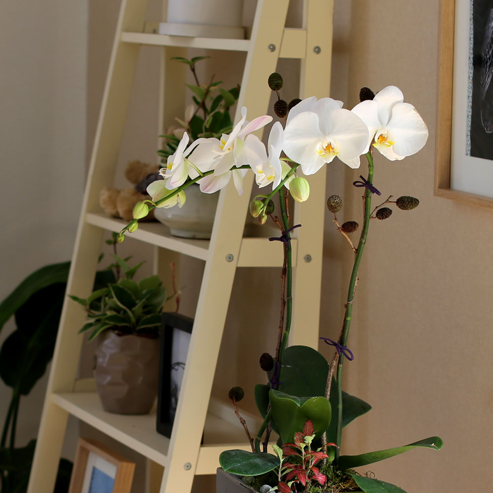 Decorating with Orchids() - õ  ȭƮȣ  ɹ