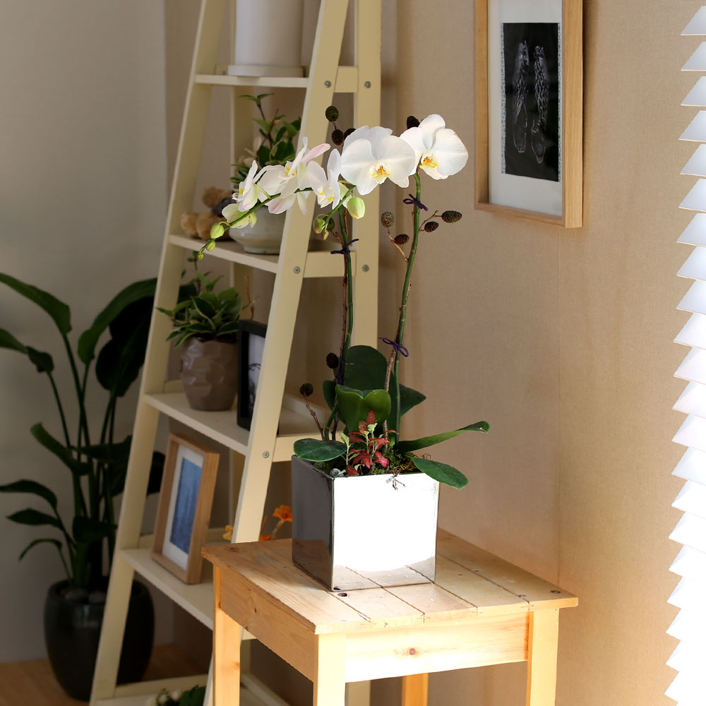Decorating with Orchids() - õ  ȭƮȣ  ɹ