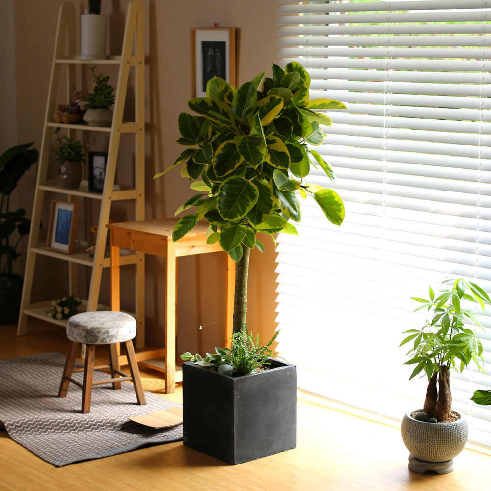 #ȺÐÀ» ºÎÅ¹ÇØ - ±×¸²°°Àº ÀÙÀ» °¡Áø ¹ð°¥°í¹«³ª¹«