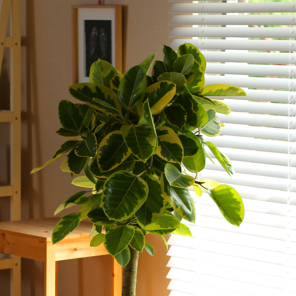 #ȺÐÀ» ºÎÅ¹ÇØ - ±×¸²°°Àº ÀÙÀ» °¡Áø ¹ð°¥°í¹«³ª¹«