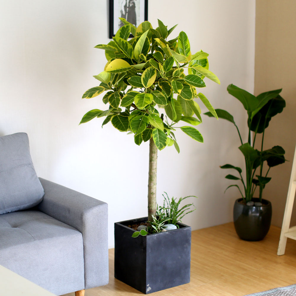 #ȺÐÀ» ºÎÅ¹ÇØ - ±×¸²°°Àº ÀÙÀ» °¡Áø ¹ð°¥°í¹«³ª¹«