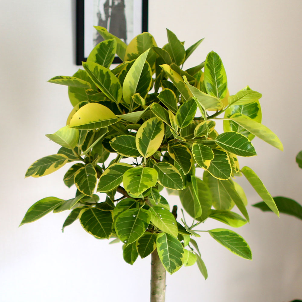 #ȺÐÀ» ºÎÅ¹ÇØ - ±×¸²°°Àº ÀÙÀ» °¡Áø ¹ð°¥°í¹«³ª¹«