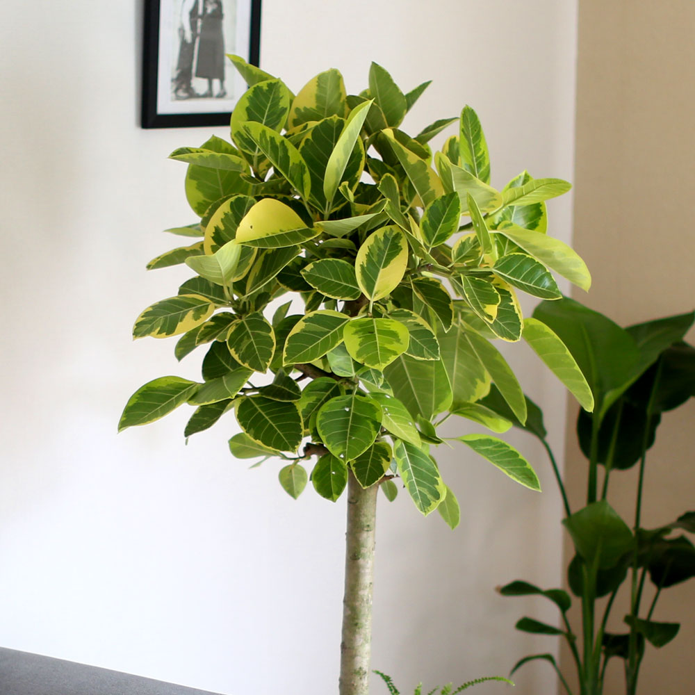 #ȺÐÀ» ºÎÅ¹ÇØ - ±×¸²°°Àº ÀÙÀ» °¡Áø ¹ð°¥°í¹«³ª¹«