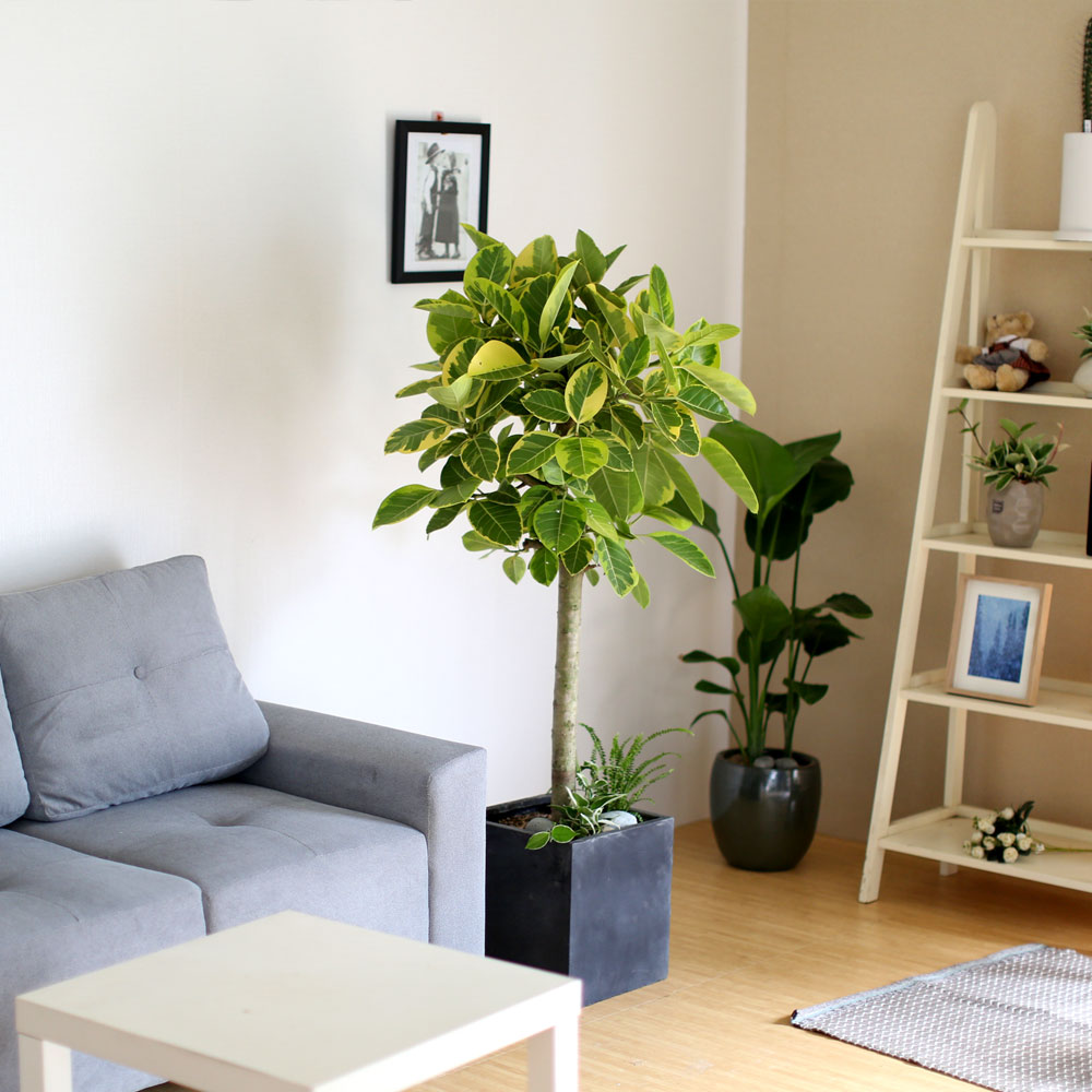 #ȺÐÀ» ºÎÅ¹ÇØ - ±×¸²°°Àº ÀÙÀ» °¡Áø ¹ð°¥°í¹«³ª¹«