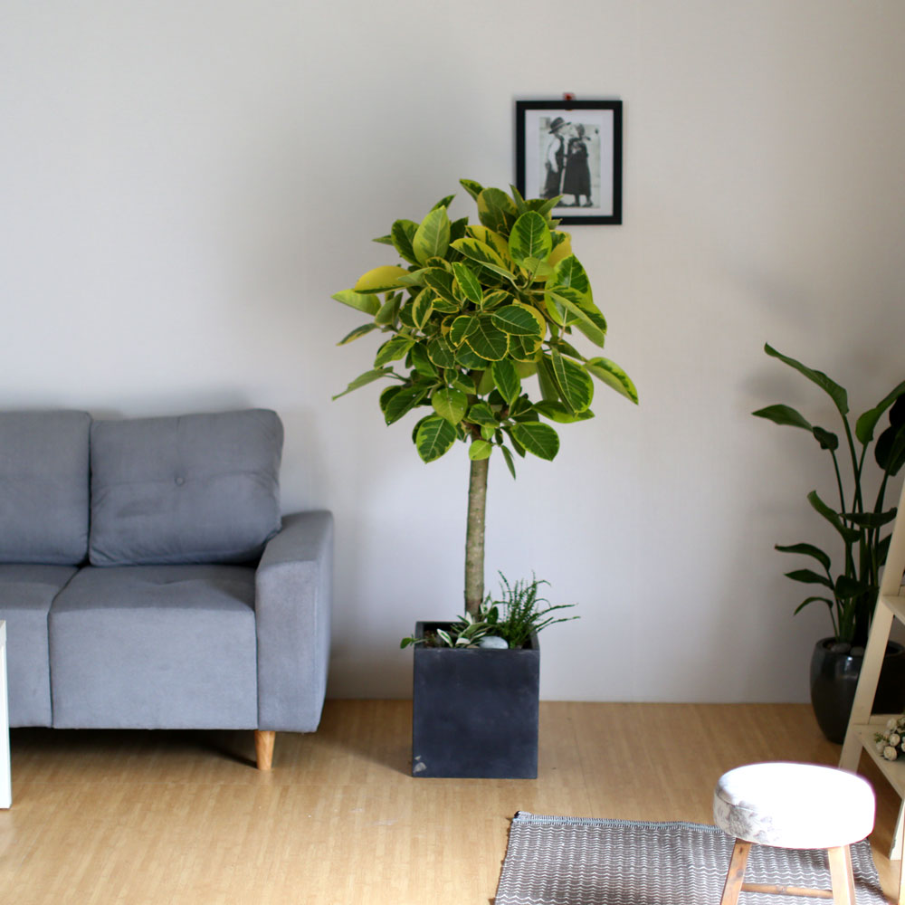 #ȺÐÀ» ºÎÅ¹ÇØ - ±×¸²°°Àº ÀÙÀ» °¡Áø ¹ð°¥°í¹«³ª¹«