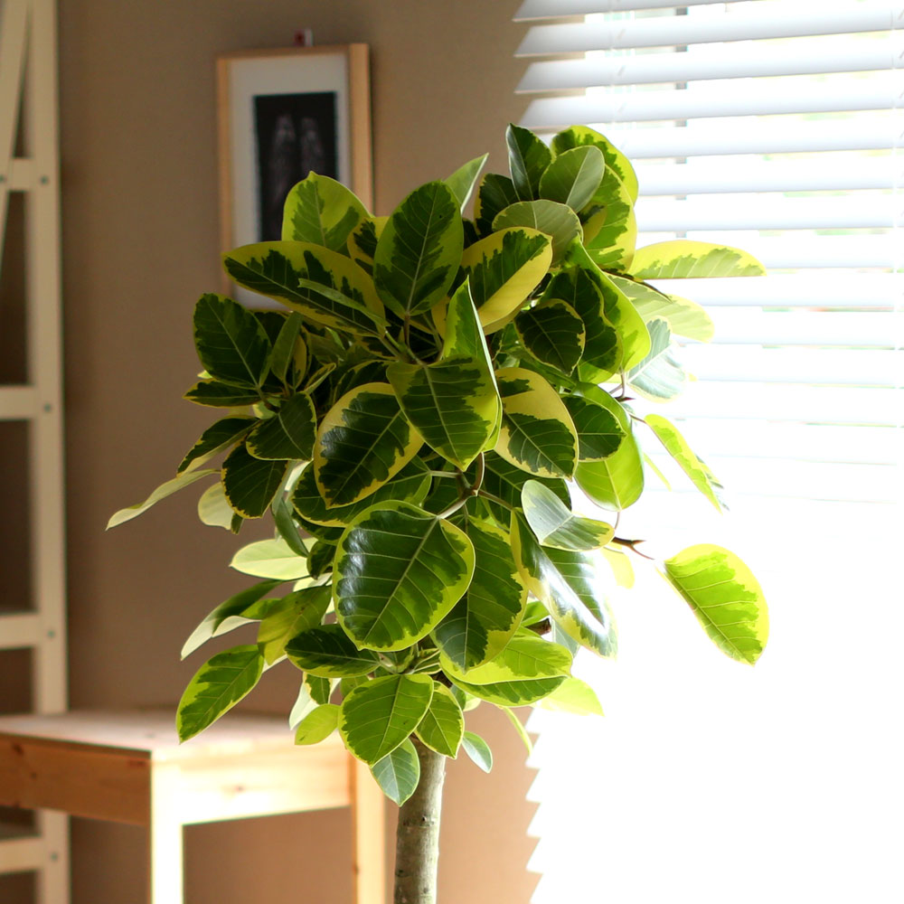 #ȺÐÀ» ºÎÅ¹ÇØ - ±×¸²°°Àº ÀÙÀ» °¡Áø ¹ð°¥°í¹«³ª¹«