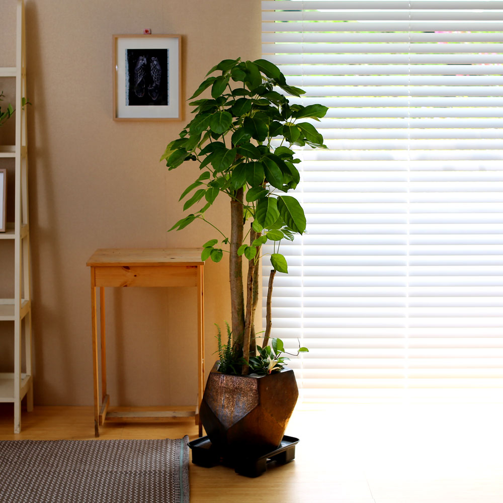 #ȭ Ź - 뿱ȫ  ٸ ()  ɹ