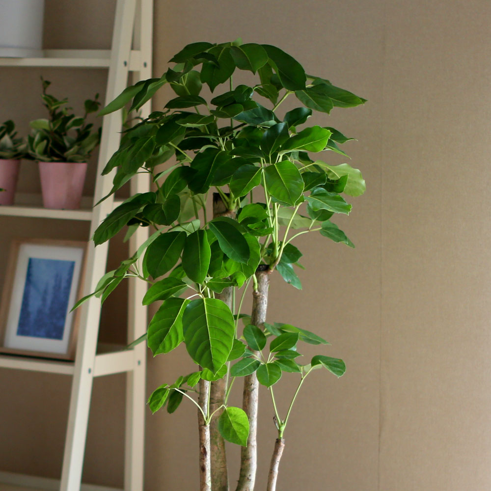 #ȭ Ź - 뿱ȫ  ٸ ()  ɹ