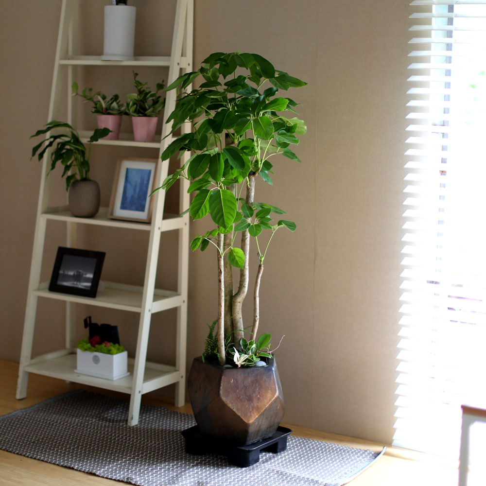 #ȭ Ź - 뿱ȫ  ٸ ()  ɹ