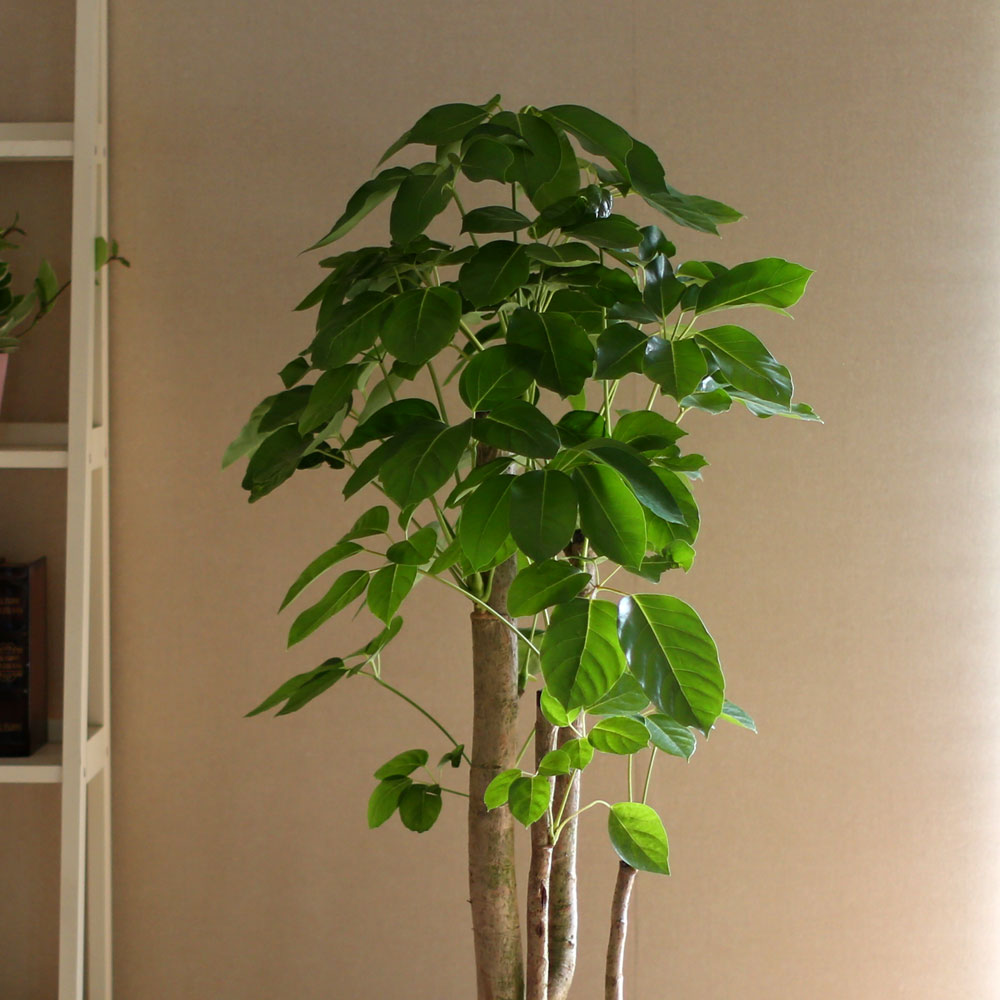 #ȭ Ź - 뿱ȫ  ٸ ()  ɹ