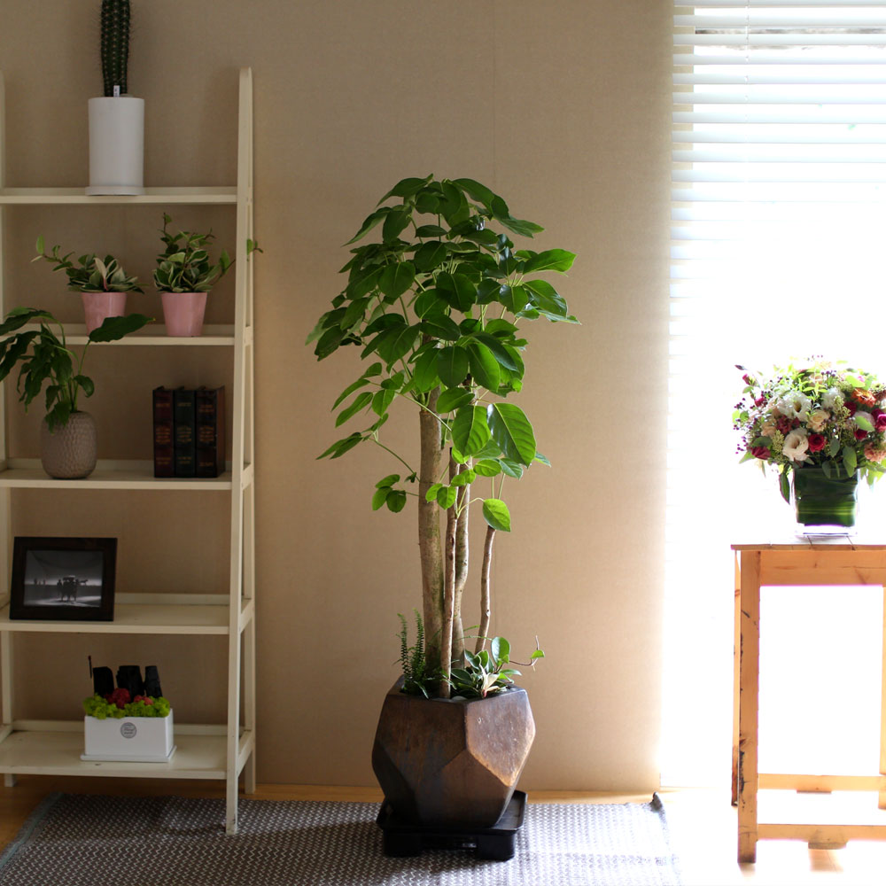 #ȭ Ź - 뿱ȫ  ٸ ()  ɹ