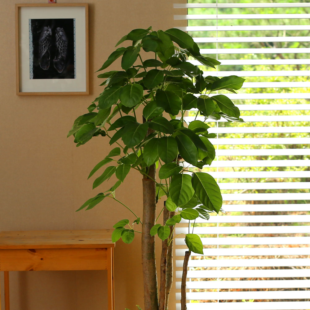 #ȭ Ź - 뿱ȫ  ٸ ()  ɹ