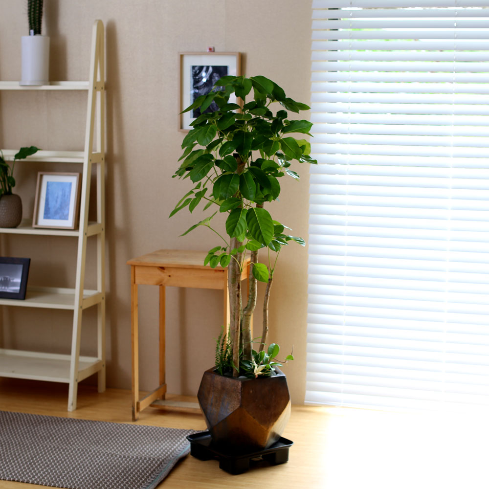 #ȭ Ź - 뿱ȫ  ٸ ()  ɹ