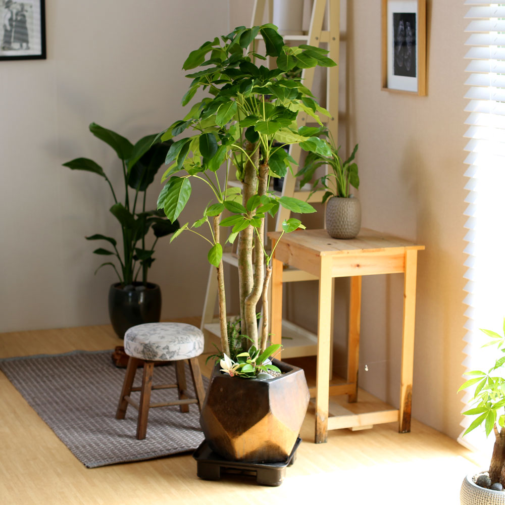 #ȭ Ź - 뿱ȫ  ٸ ()  ɹ