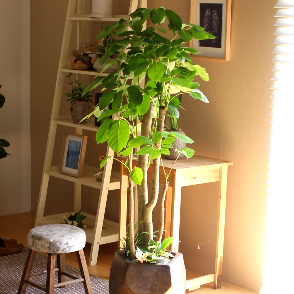 #ȭ Ź - 뿱ȫ  ٸ ()  ɹ