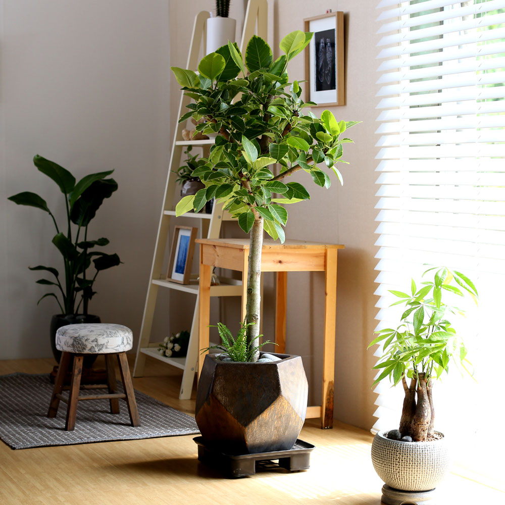 #ȭ Ź -  ȭа Ϳ 𰥰 ***ȭ⺯***  ɹ