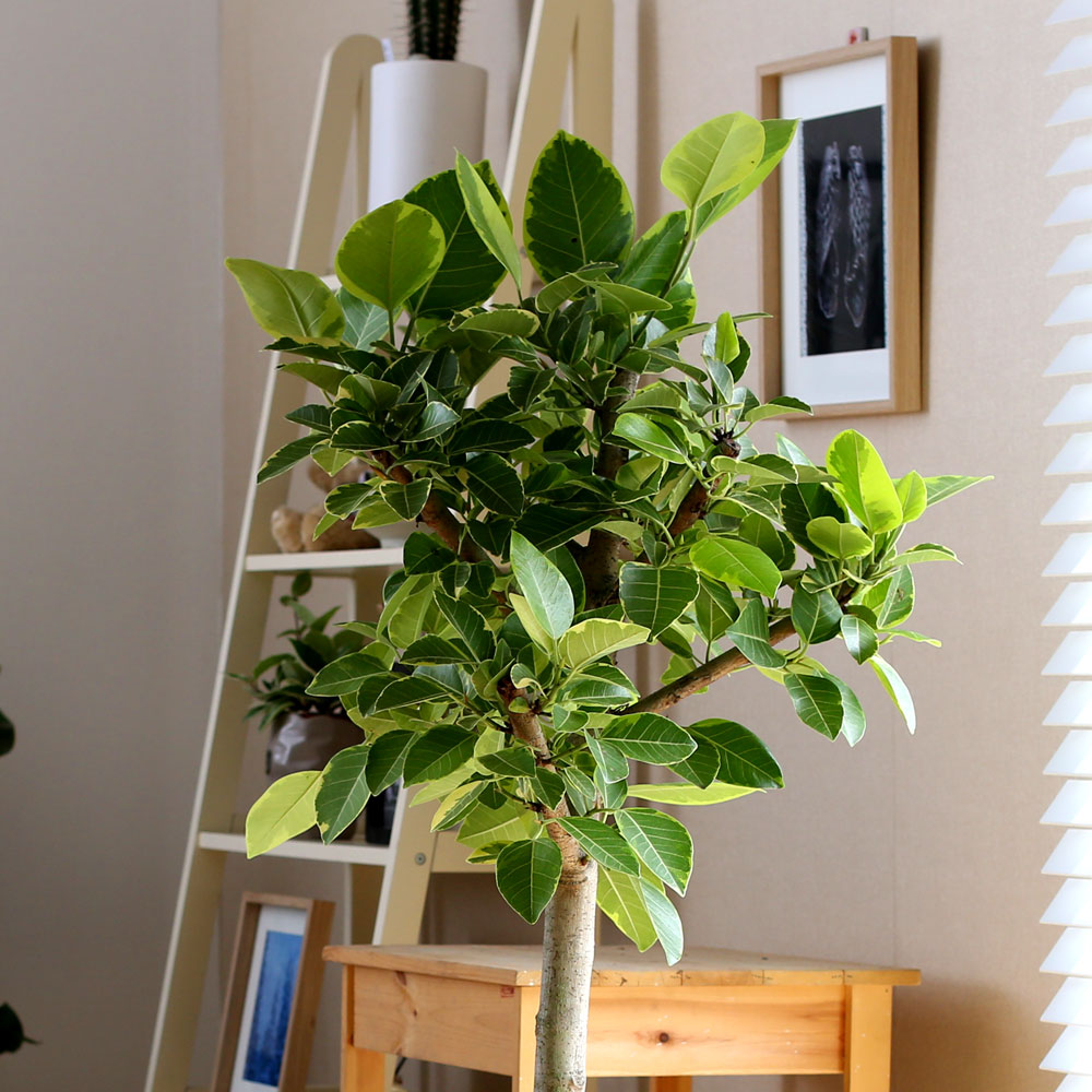 #ȭ Ź -  ȭа Ϳ 𰥰 ***ȭ⺯***  ɹ