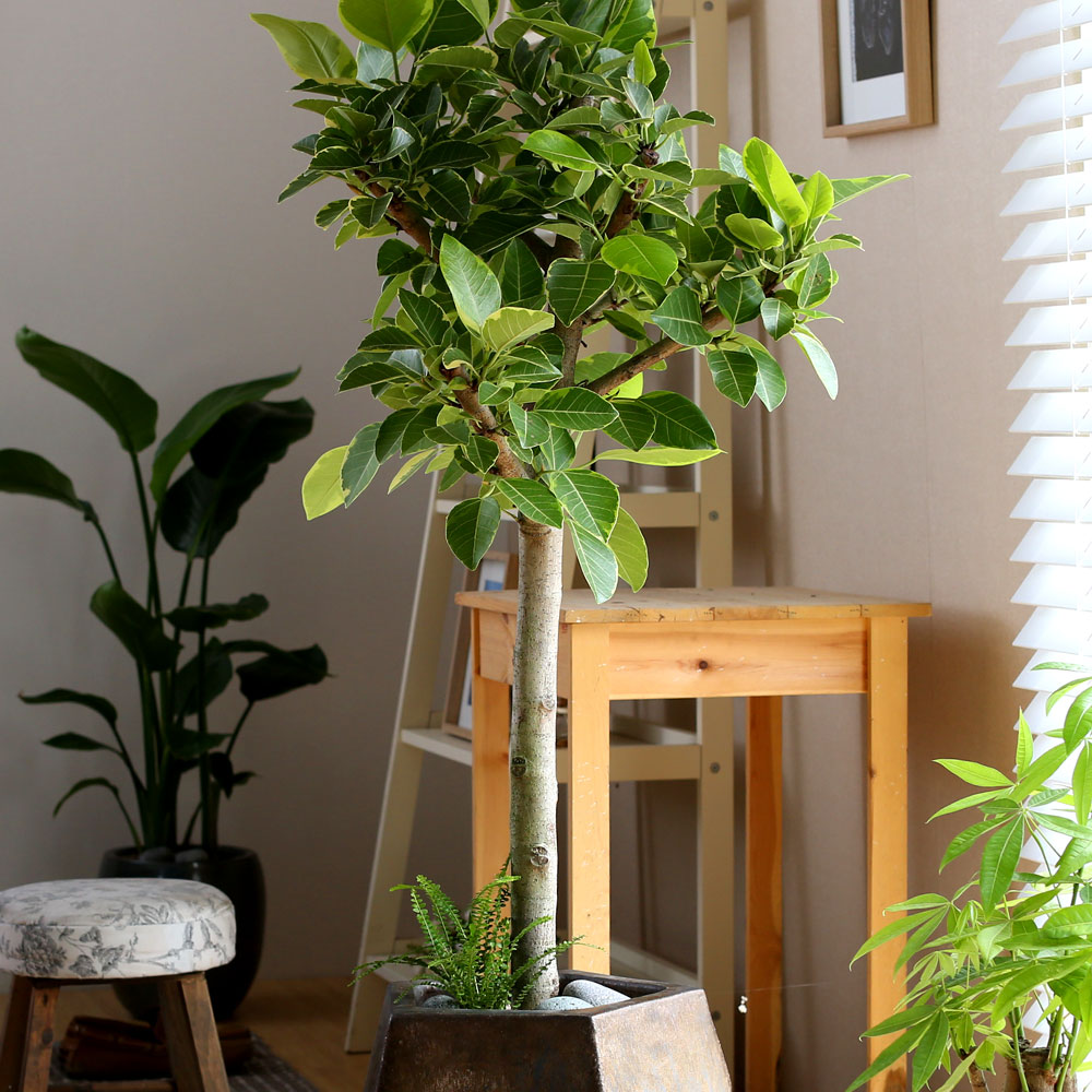 #ȭ Ź -  ȭа Ϳ 𰥰 ***ȭ⺯***  ɹ