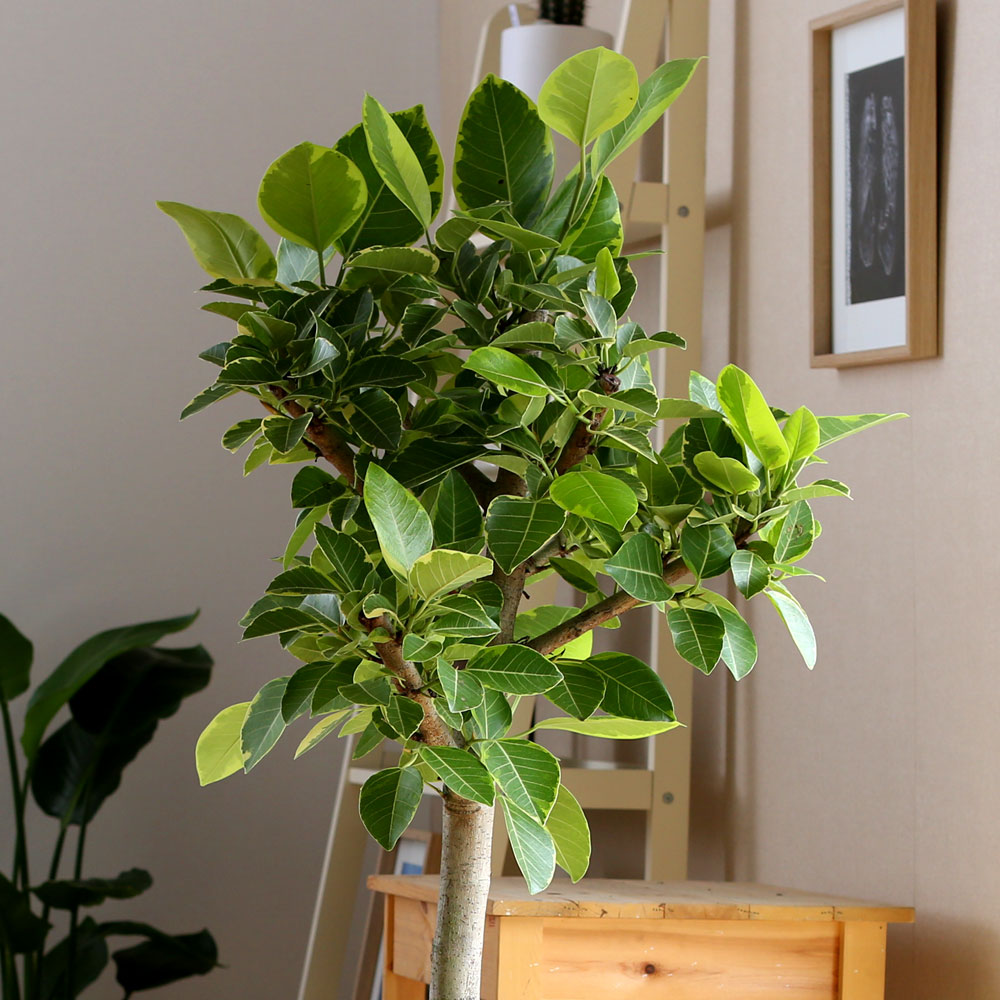 #ȭ Ź -  ȭа Ϳ 𰥰 ***ȭ⺯***  ɹ