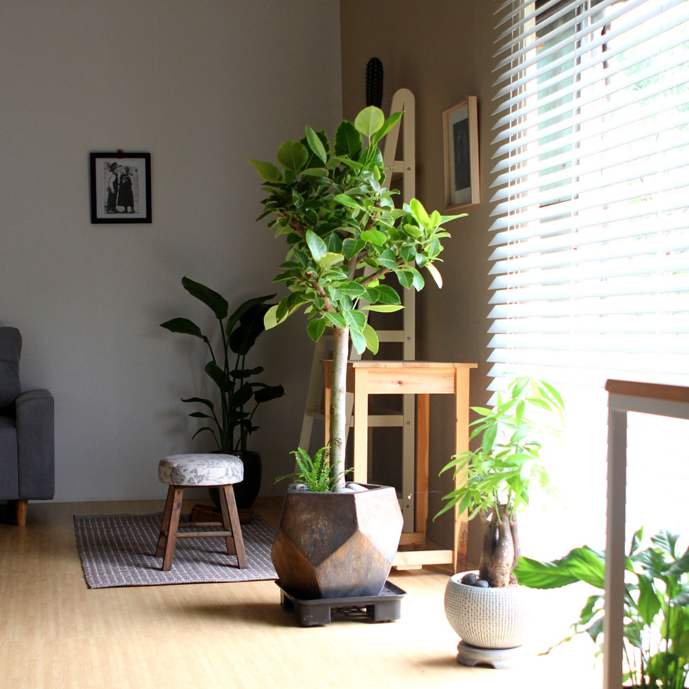 #ȭ Ź -  ȭа Ϳ 𰥰 ***ȭ⺯***  ɹ