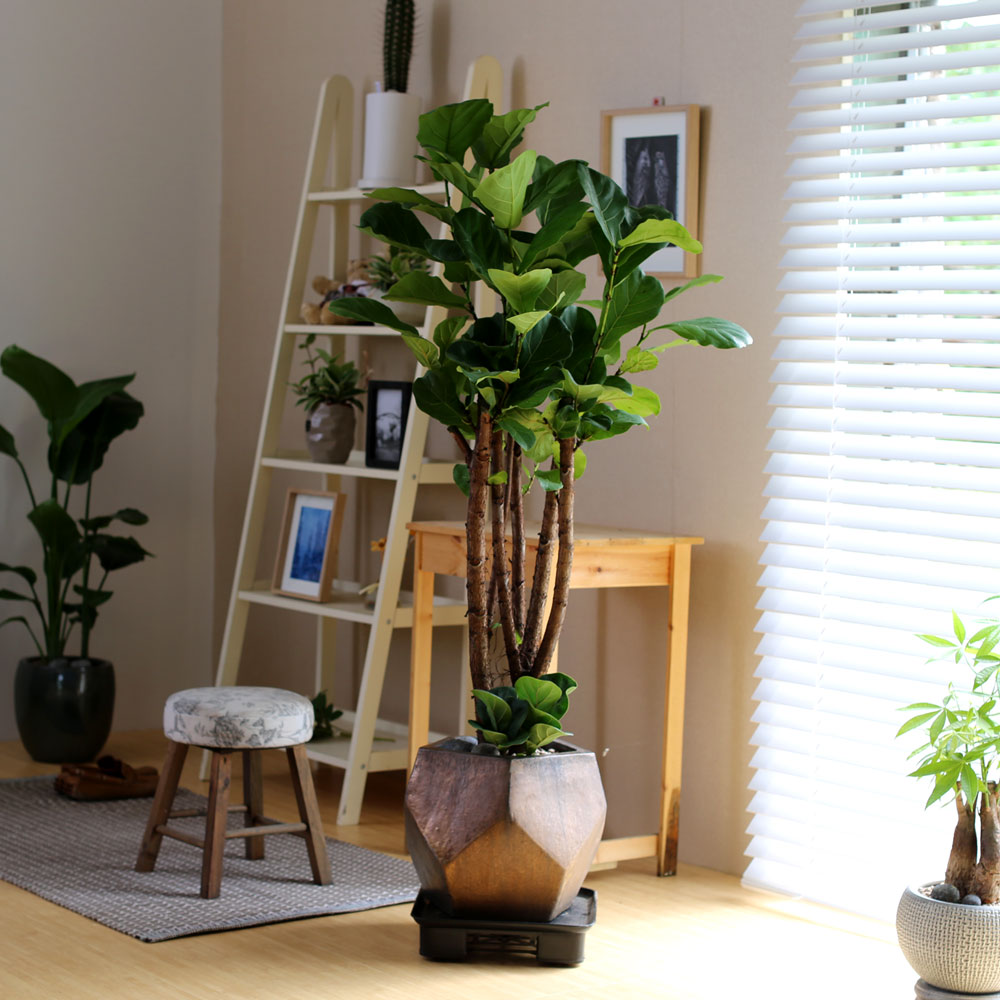 #ȭ Ź - ǳ⸦ ִ () (**ȭ  ٸ ȭ )  ɹ