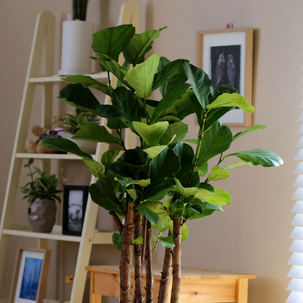 #ȭ Ź - ǳ⸦ ִ () (**ȭ  ٸ ȭ )  ɹ