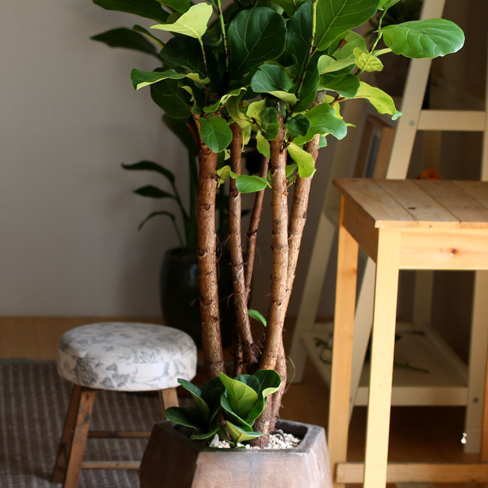 #ȭ Ź - ǳ⸦ ִ () (**ȭ  ٸ ȭ )  ɹ