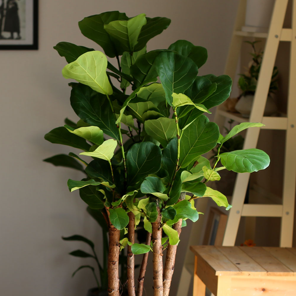 #ȭ Ź - ǳ⸦ ִ () (**ȭ  ٸ ȭ )  ɹ