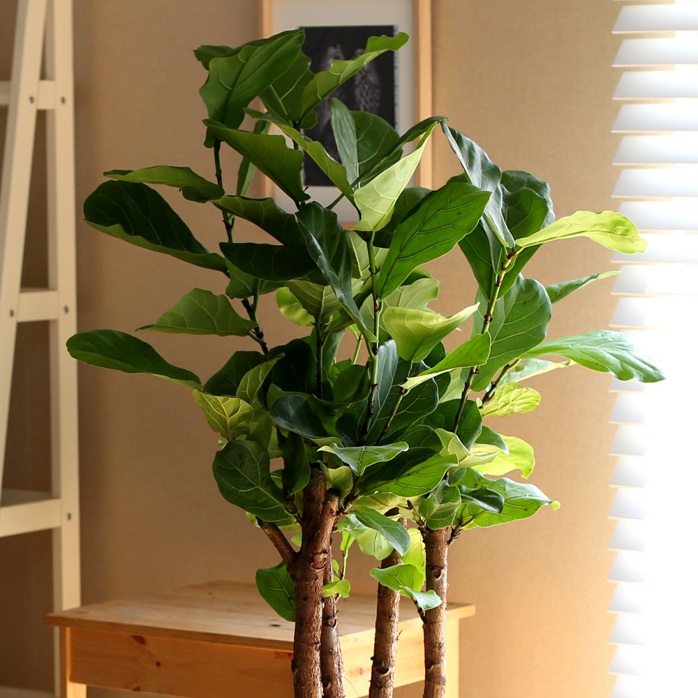 #ȭ Ź - ǳ⸦ ִ () (**ȭ  ٸ ȭ )  ɹ