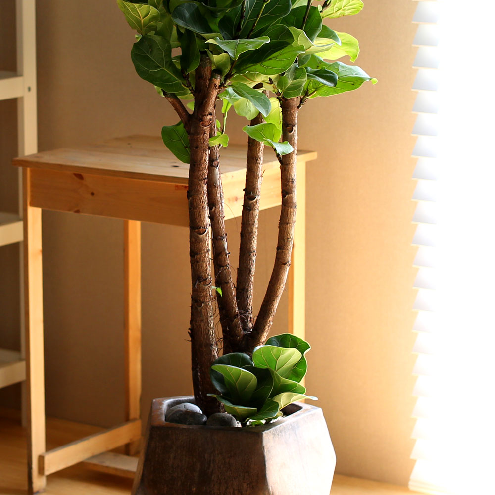 #ȭ Ź - ǳ⸦ ִ () (**ȭ  ٸ ȭ )  ɹ