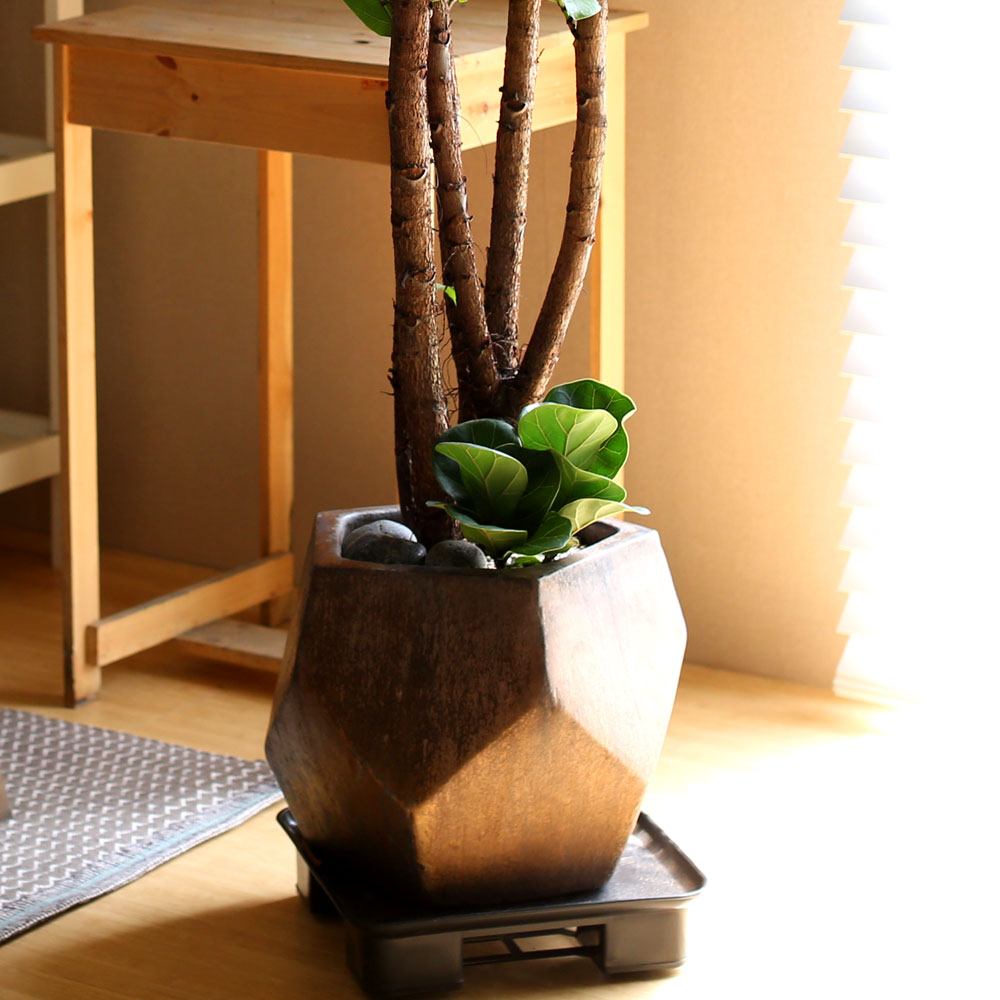 #ȭ Ź - ǳ⸦ ִ () (**ȭ  ٸ ȭ )  ɹ