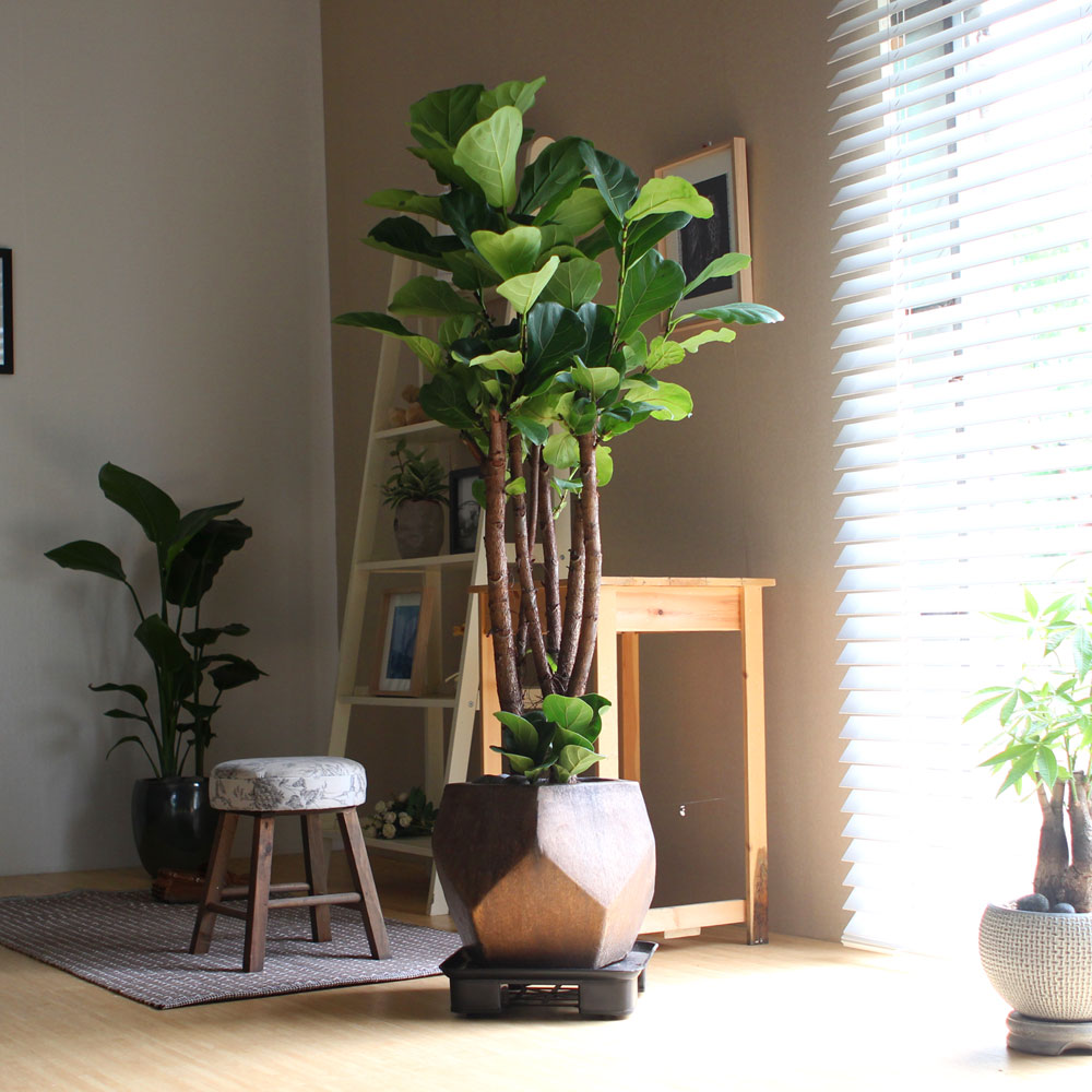 #ȭ Ź - ǳ⸦ ִ () (**ȭ  ٸ ȭ )  ɹ