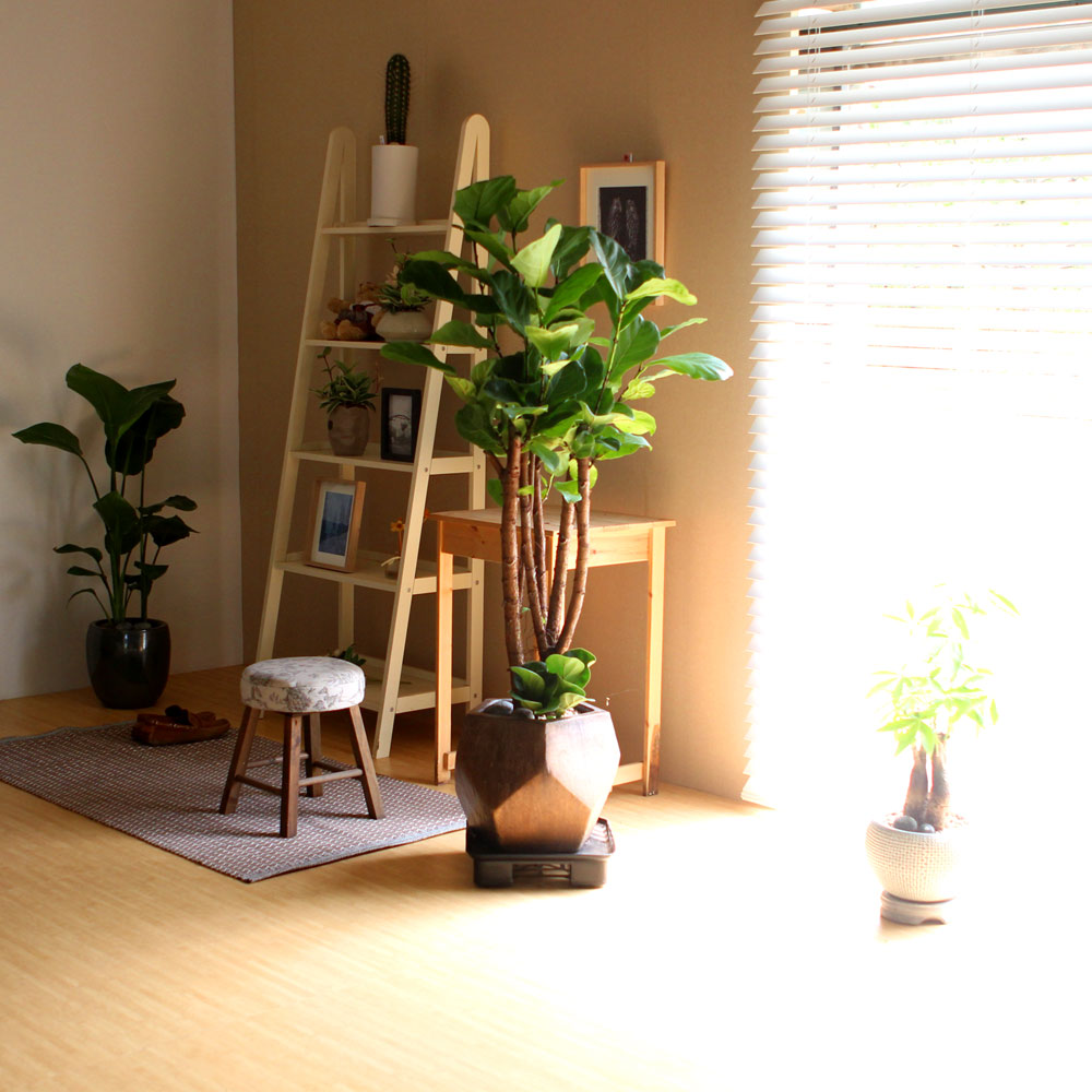 #ȭ Ź - ǳ⸦ ִ () (**ȭ  ٸ ȭ )  ɹ