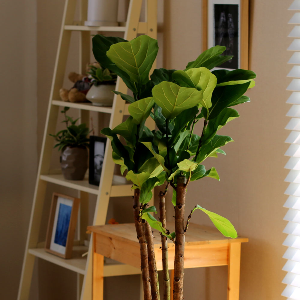 #ȺÐÀ» ºÎÅ¹ÇØ - °í±ÞºÐ¿¡ ½ÉÀº  ¶±°¥°í¹«³ª¹«(Áß) ²ÉÁý ²É¹è´Þ