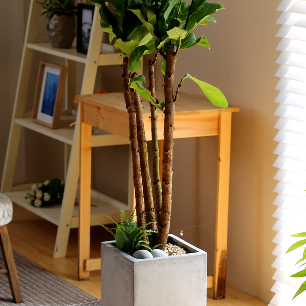 #ȺÐÀ» ºÎÅ¹ÇØ - °í±ÞºÐ¿¡ ½ÉÀº  ¶±°¥°í¹«³ª¹«(Áß) ²ÉÁý ²É¹è´Þ