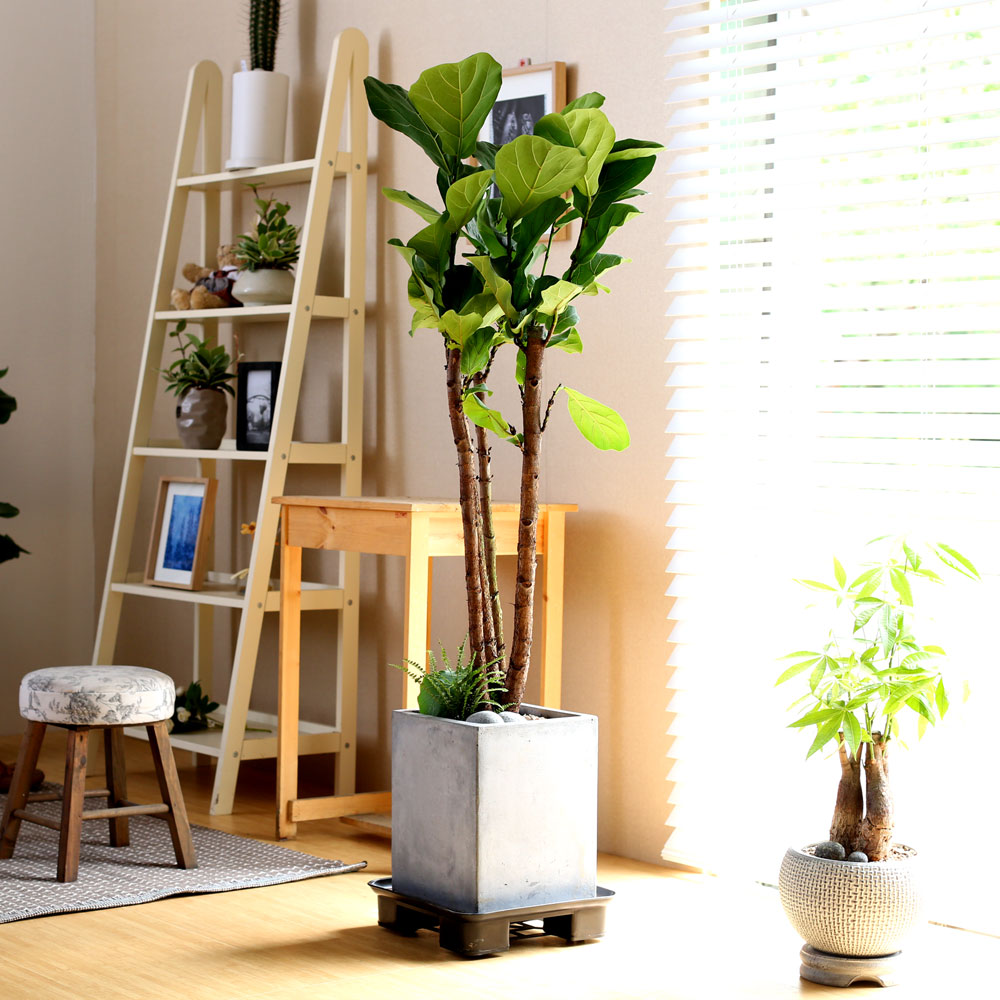 #ȺÐÀ» ºÎÅ¹ÇØ - °í±ÞºÐ¿¡ ½ÉÀº  ¶±°¥°í¹«³ª¹«(Áß) ²ÉÁý ²É¹è´Þ