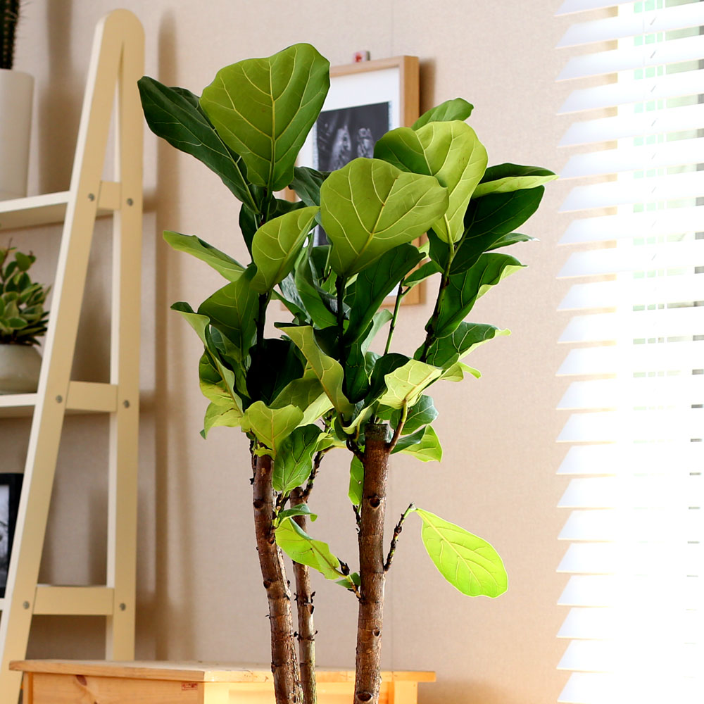 #ȺÐÀ» ºÎÅ¹ÇØ - °í±ÞºÐ¿¡ ½ÉÀº  ¶±°¥°í¹«³ª¹«(Áß) ²ÉÁý ²É¹è´Þ