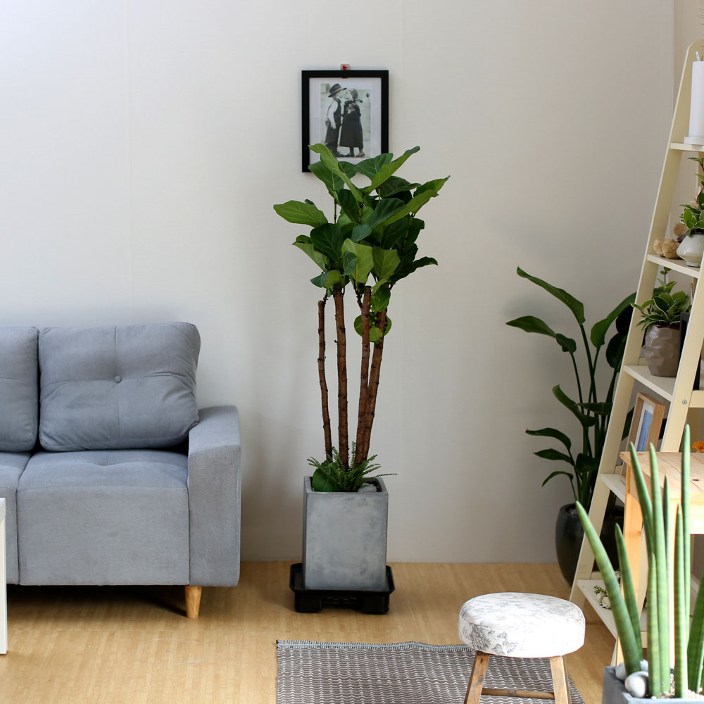 #ȺÐÀ» ºÎÅ¹ÇØ - °í±ÞºÐ¿¡ ½ÉÀº  ¶±°¥°í¹«³ª¹«(Áß) ²ÉÁý ²É¹è´Þ