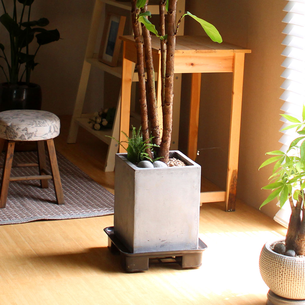 #ȺÐÀ» ºÎÅ¹ÇØ - °í±ÞºÐ¿¡ ½ÉÀº  ¶±°¥°í¹«³ª¹«(Áß) ²ÉÁý ²É¹è´Þ