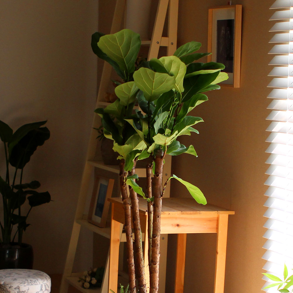 #ȺÐÀ» ºÎÅ¹ÇØ - °í±ÞºÐ¿¡ ½ÉÀº  ¶±°¥°í¹«³ª¹«(Áß) ²ÉÁý ²É¹è´Þ