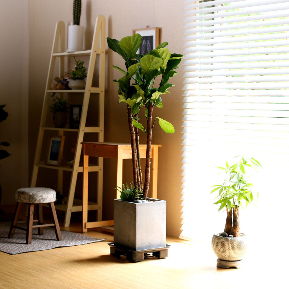 #ȺÐÀ» ºÎÅ¹ÇØ - °í±ÞºÐ¿¡ ½ÉÀº  ¶±°¥°í¹«³ª¹«(Áß) ²ÉÁý ²É¹è´Þ