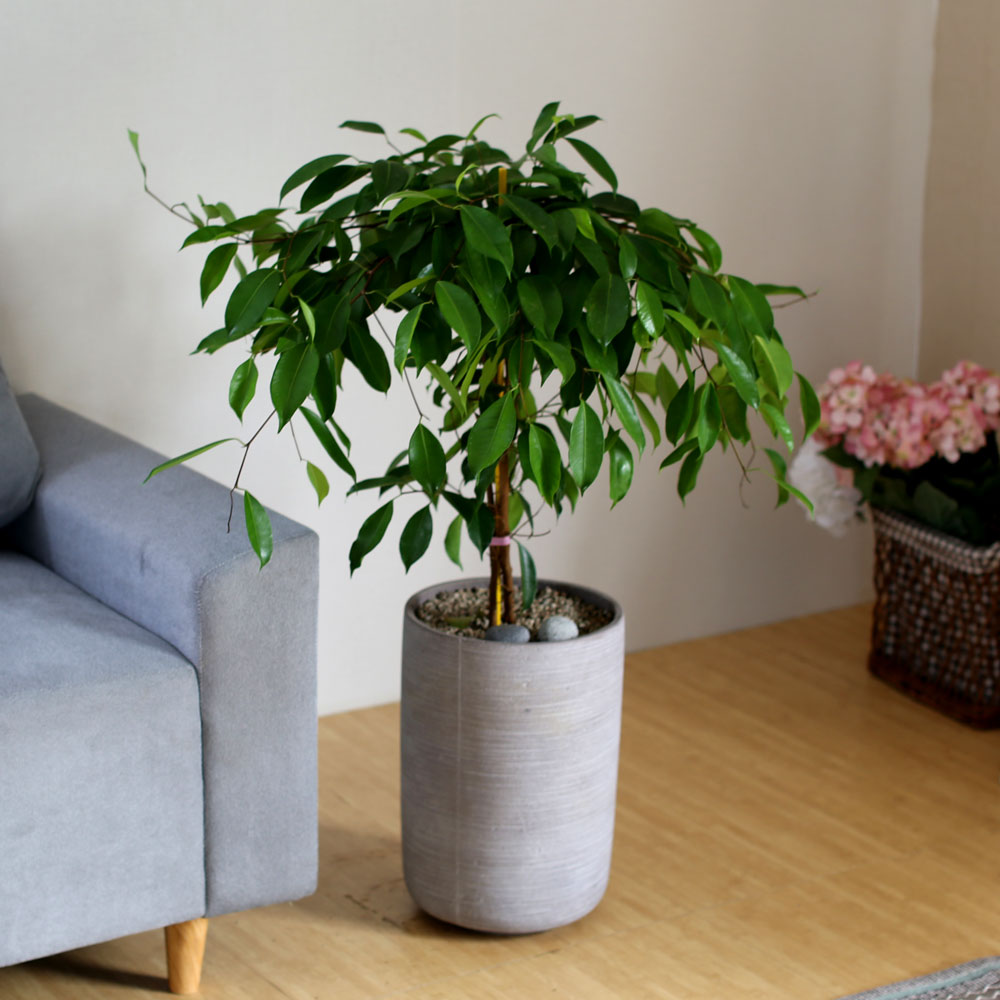 #ȭ Ź -  Ϳ 븸ڹ  ɹ