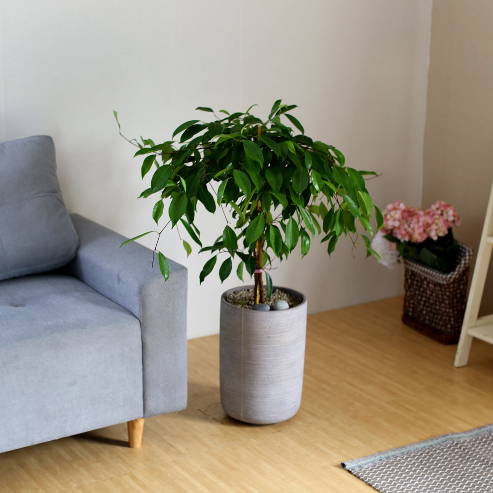 #ȭ Ź -  Ϳ 븸ڹ  ɹ