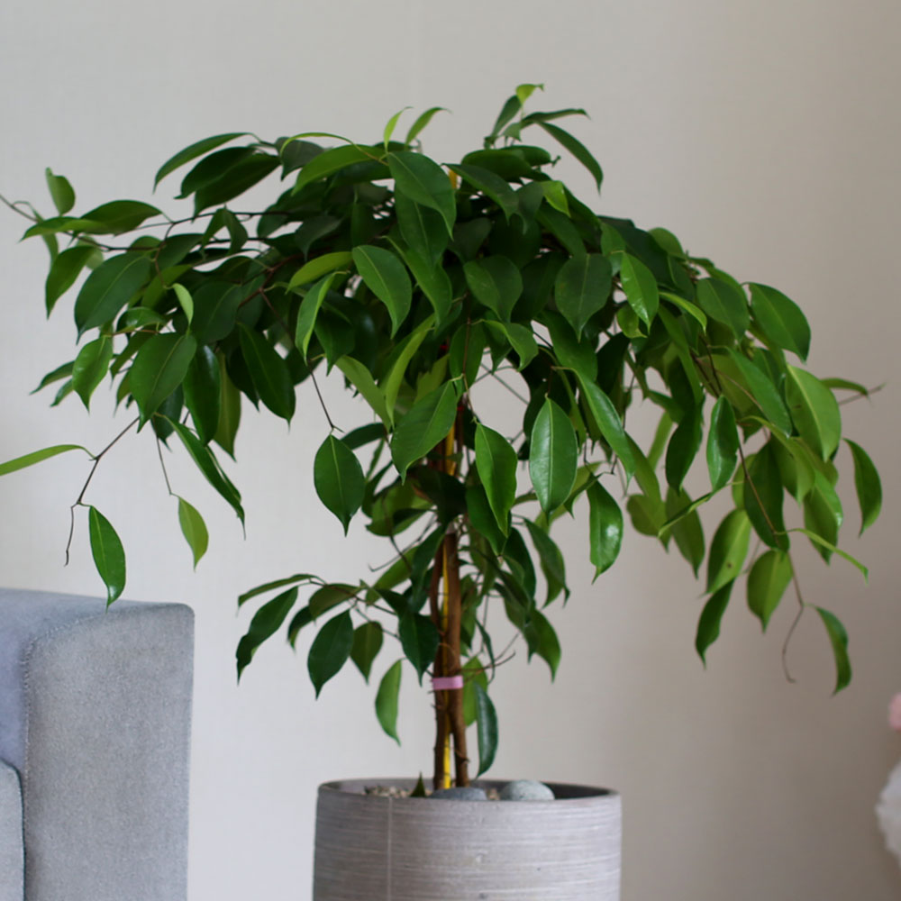 #ȭ Ź -  Ϳ 븸ڹ  ɹ