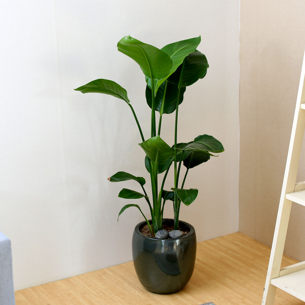 #ȭ Ź -  ڵ巯 ض  ɹ