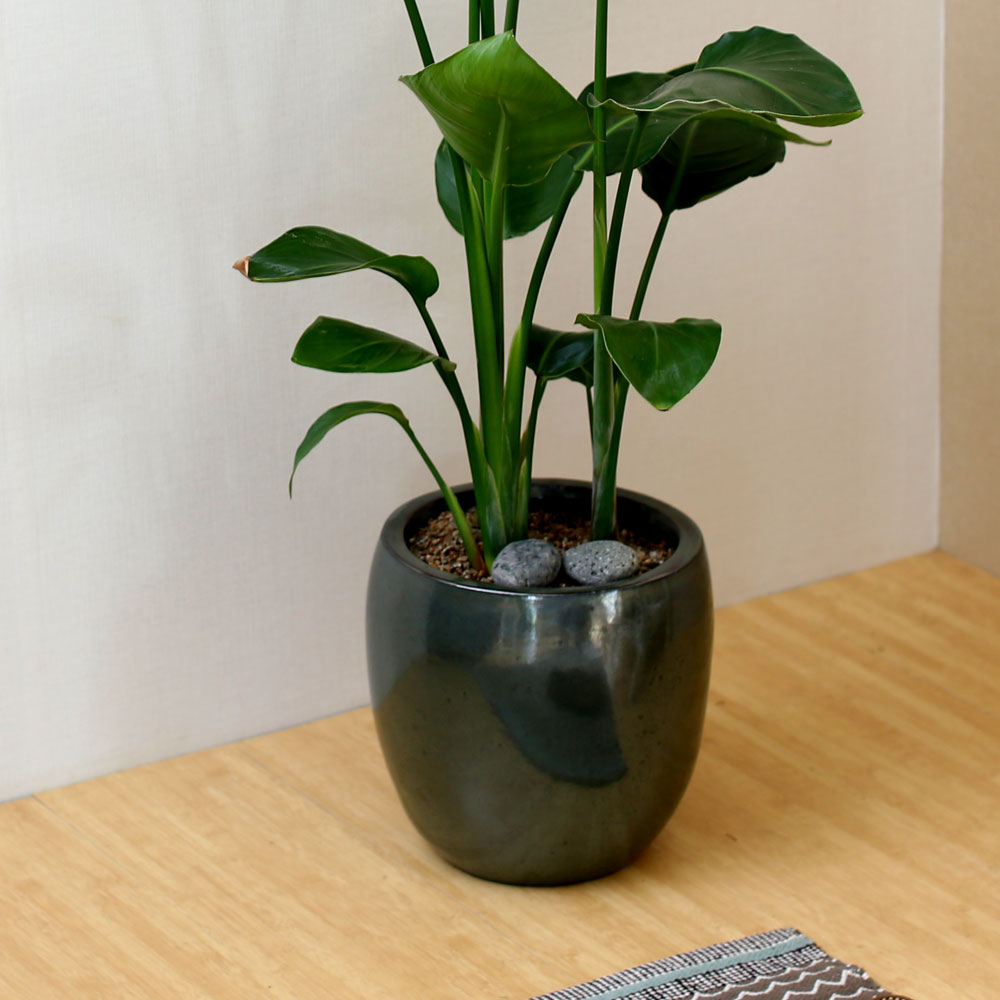 #ȭ Ź -  ڵ巯 ض  ɹ