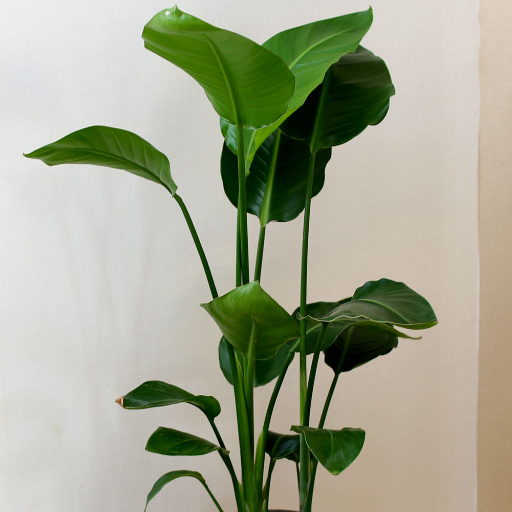 #ȭ Ź -  ڵ巯 ض  ɹ